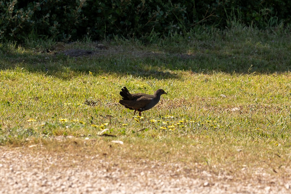 Black-tailed Nativehen - ML615735166