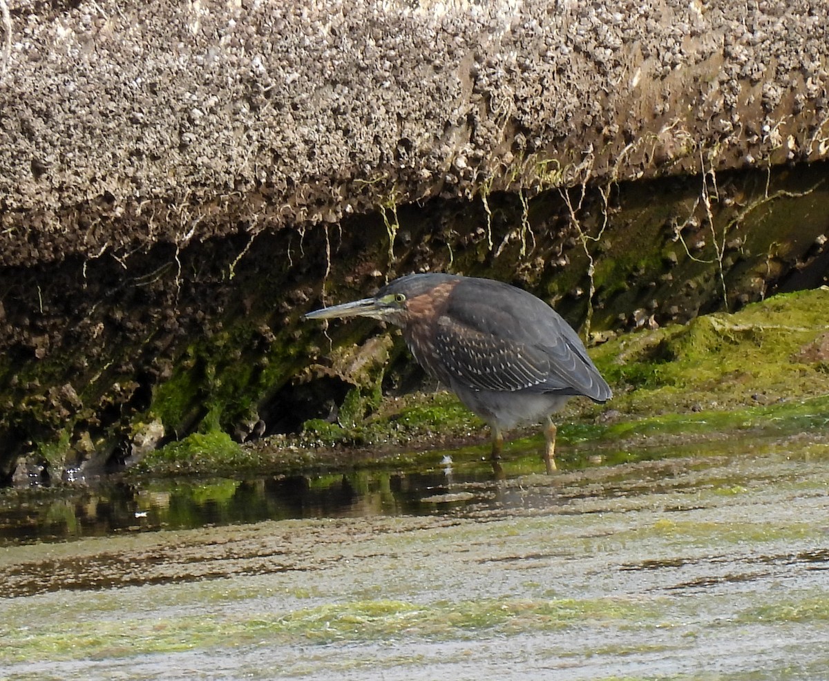 Green Heron - ML615735169