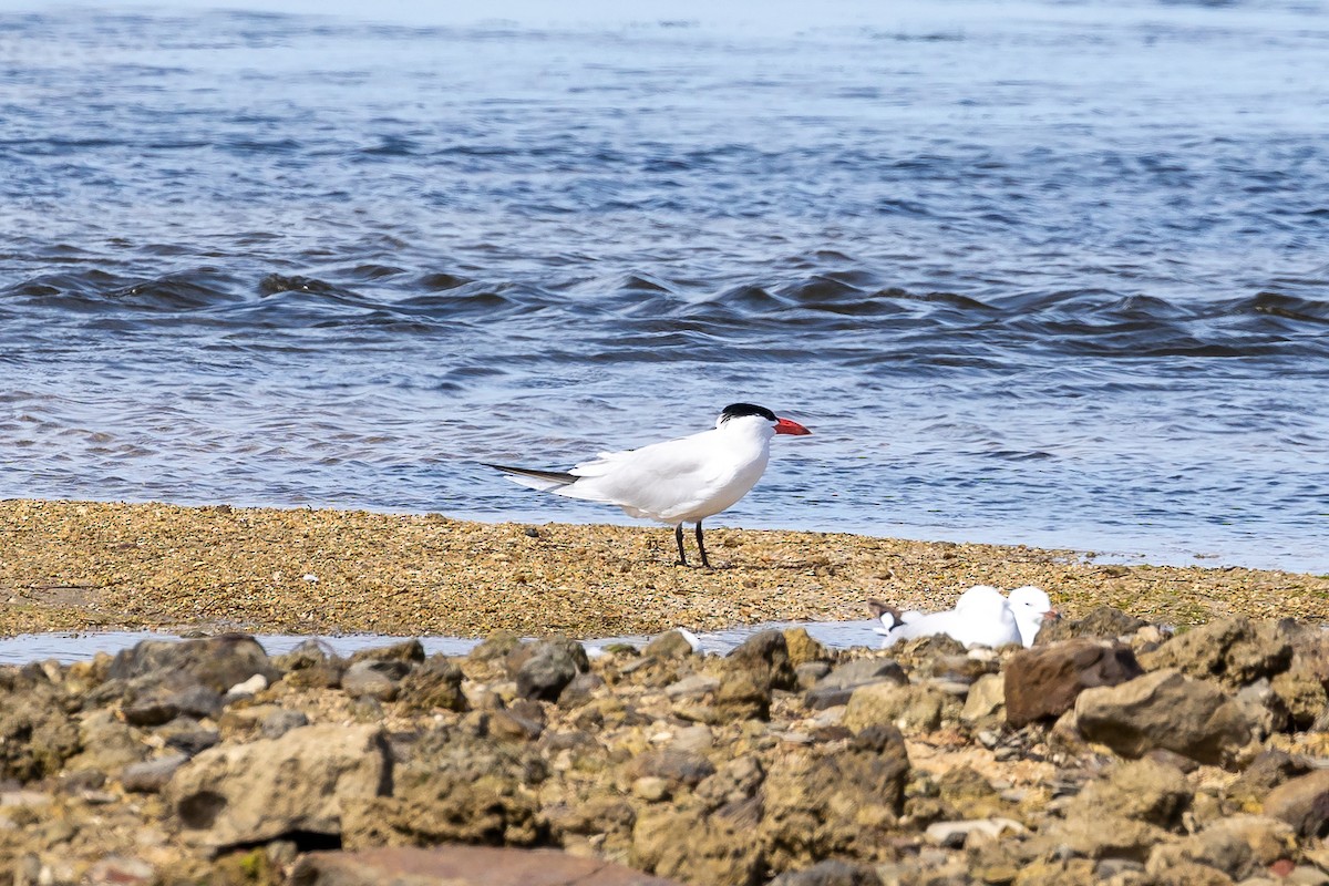 Caspian Tern - ML615735234