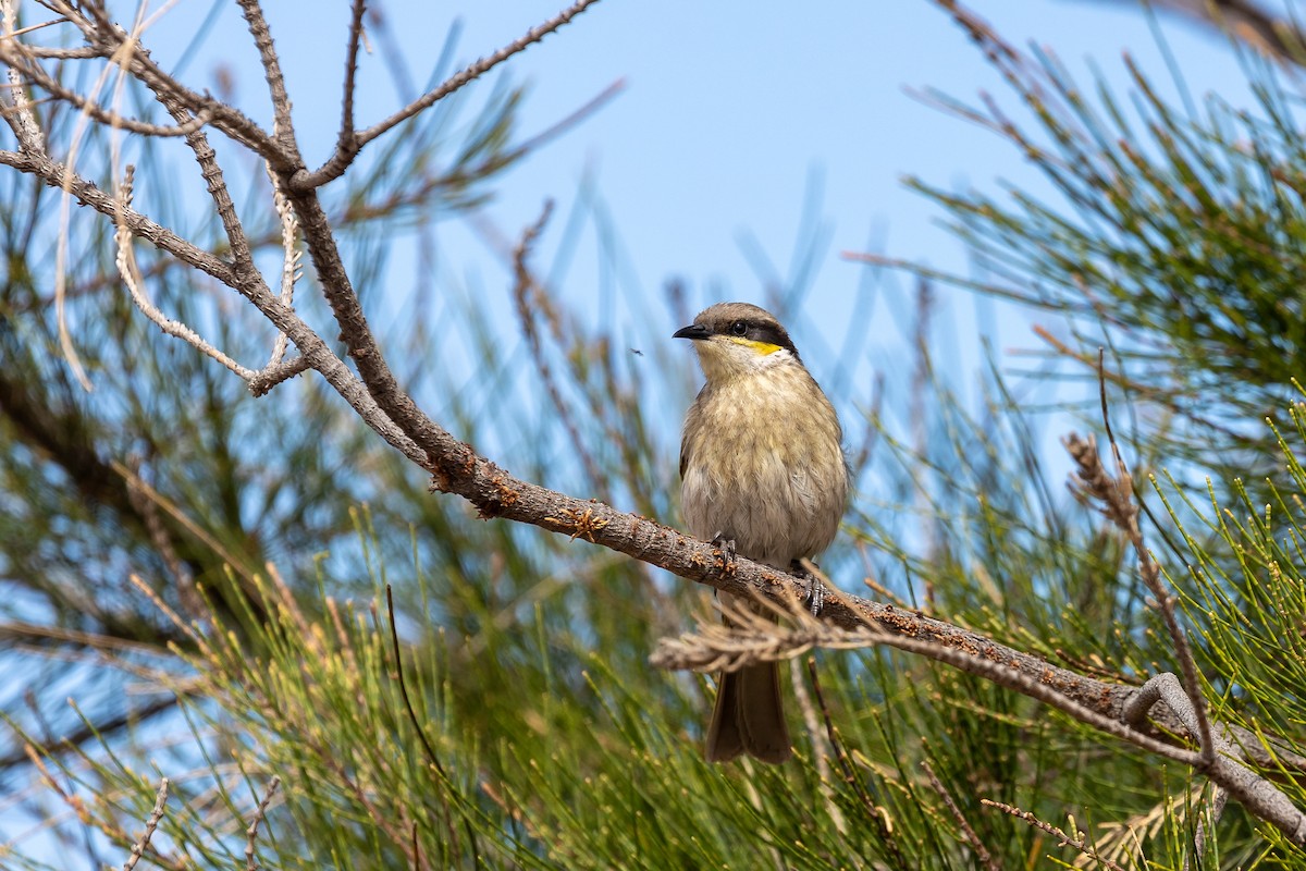 Singing Honeyeater - ML615735236