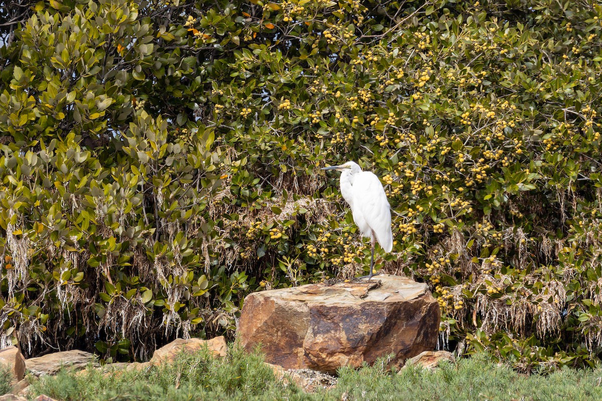 Little Egret - Graham Possingham