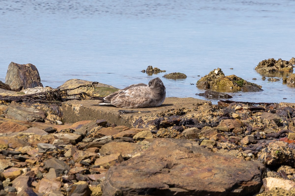 Gaviota de Tasmania - ML615735241