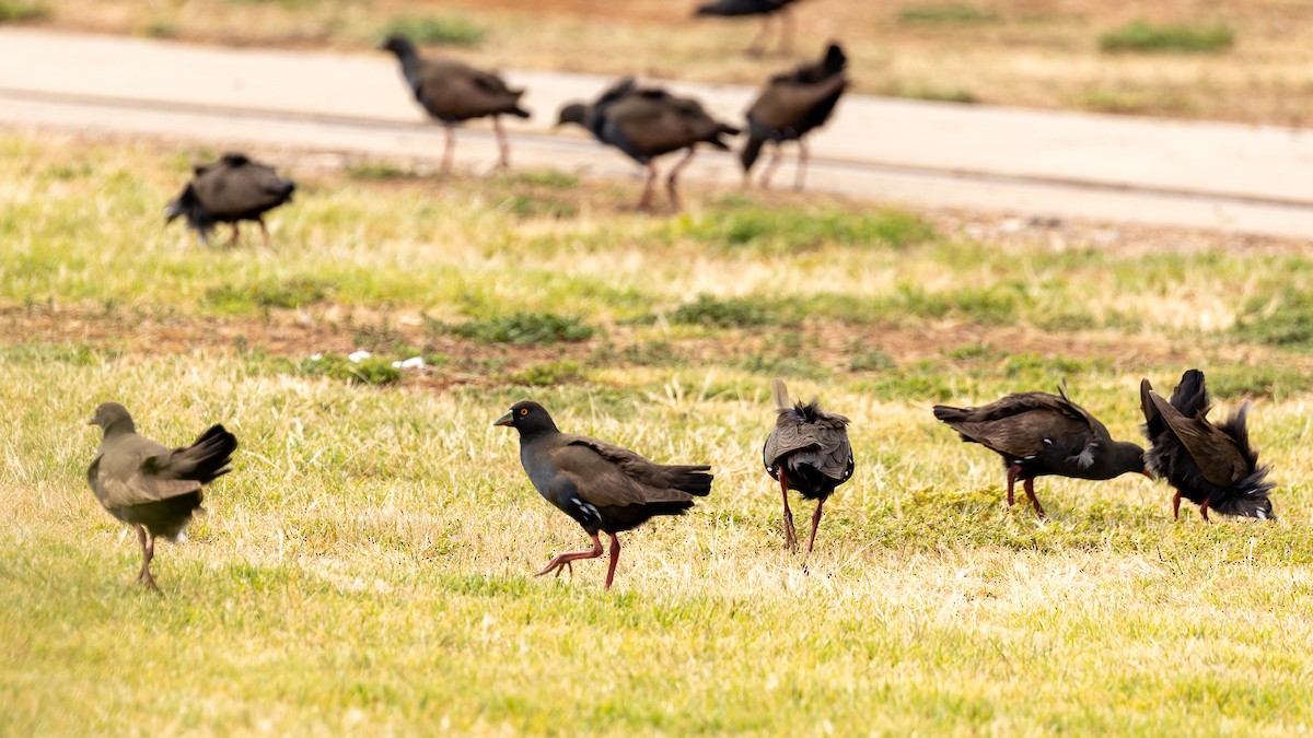 Black-tailed Nativehen - ML615735248