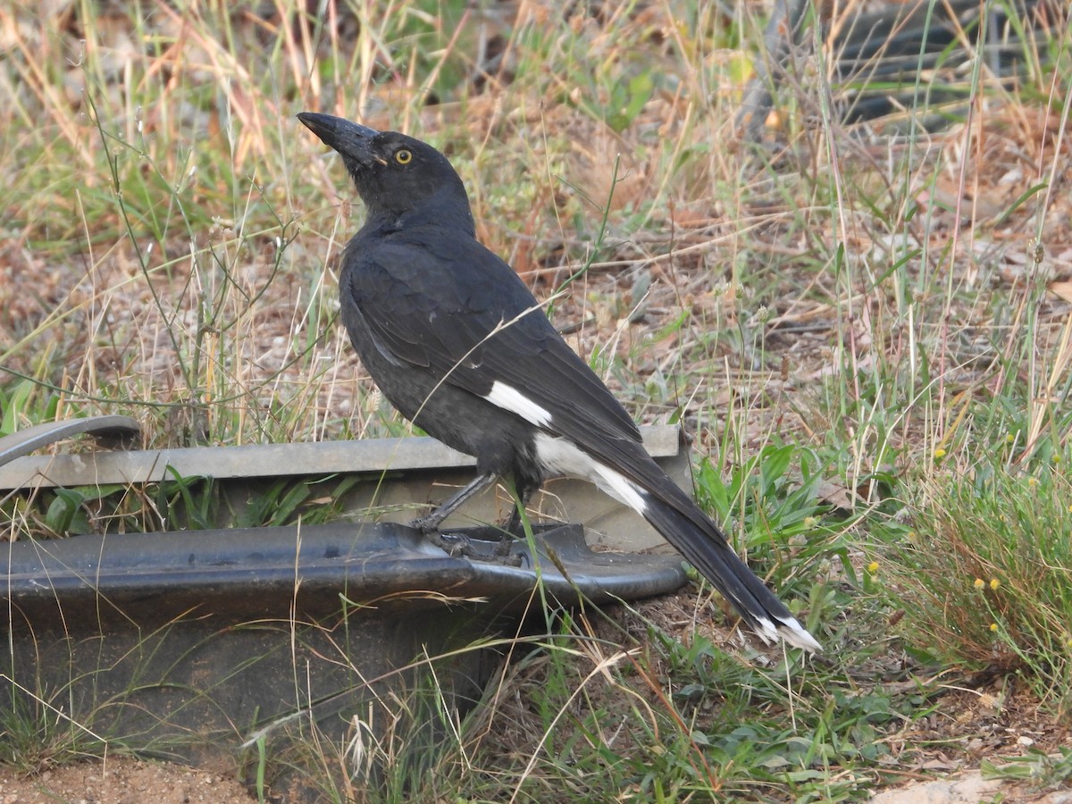 Pied Currawong - ML615735259