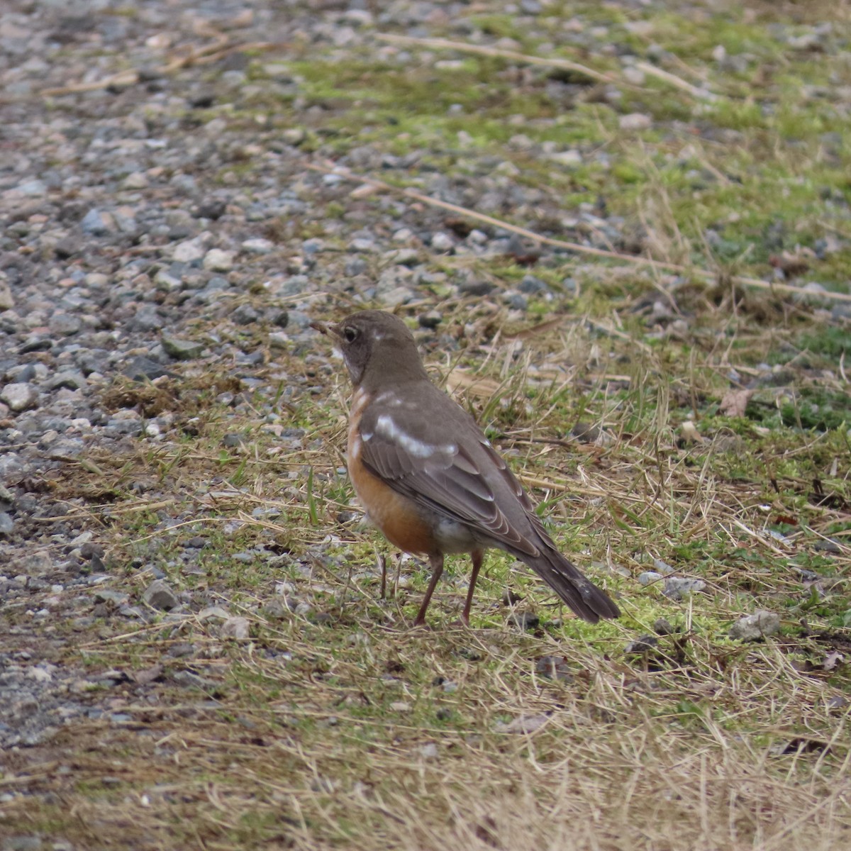 American Robin - Suzanne Beauchesne