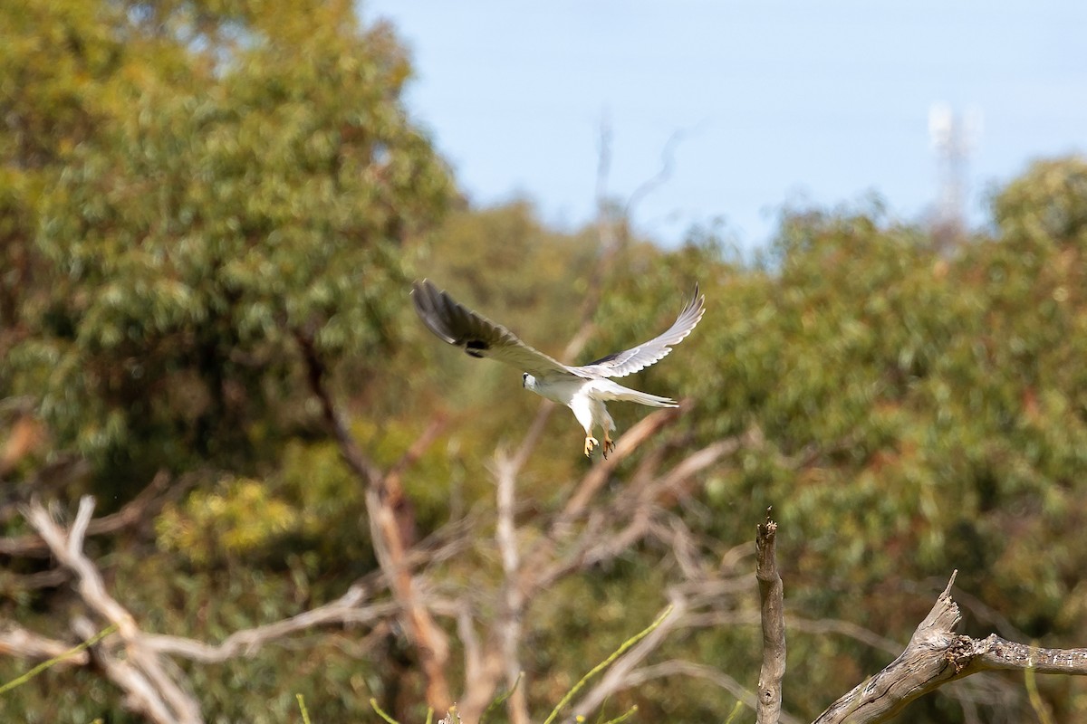 Black-shouldered Kite - Graham Possingham
