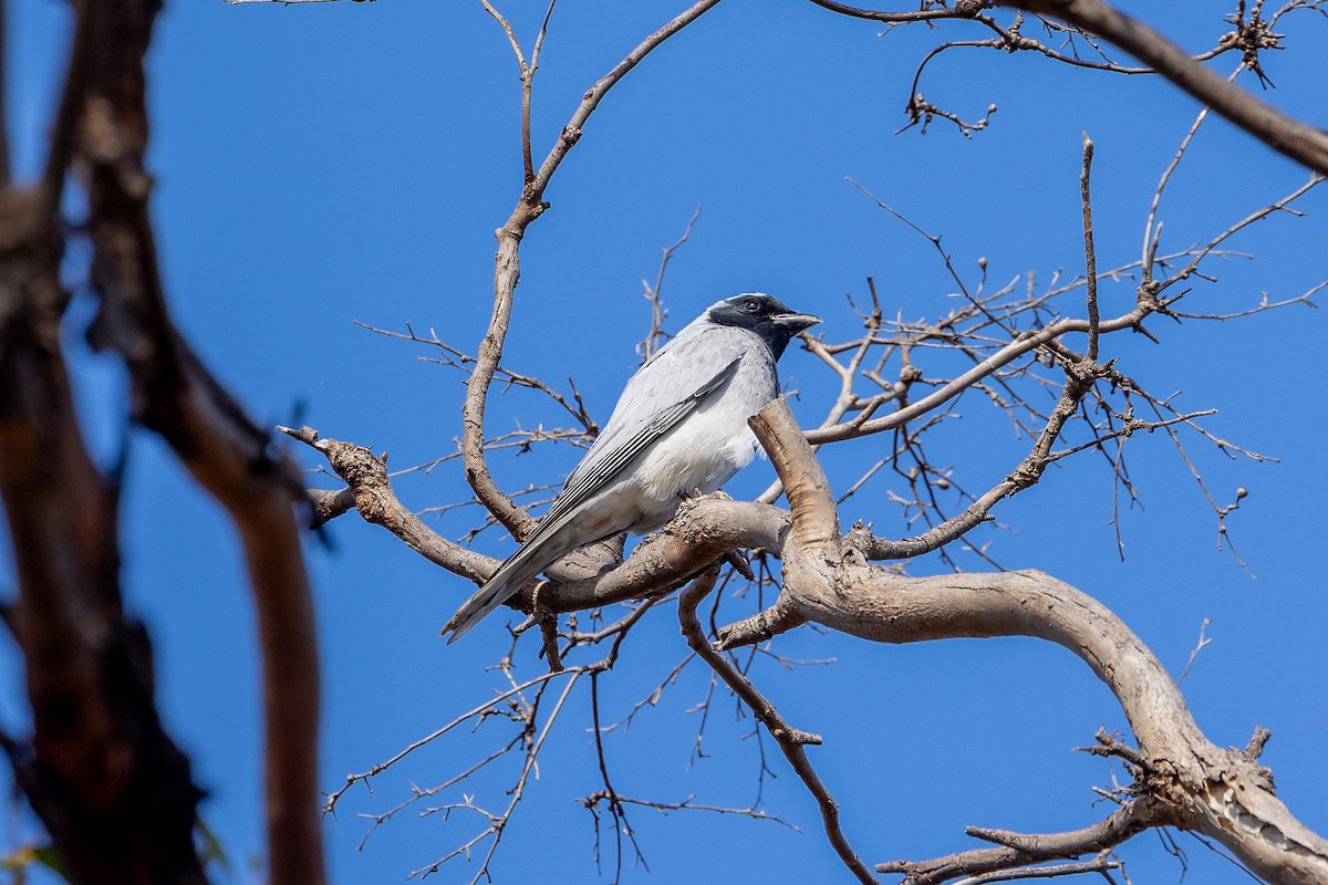 Black-faced Cuckooshrike - Graham Possingham