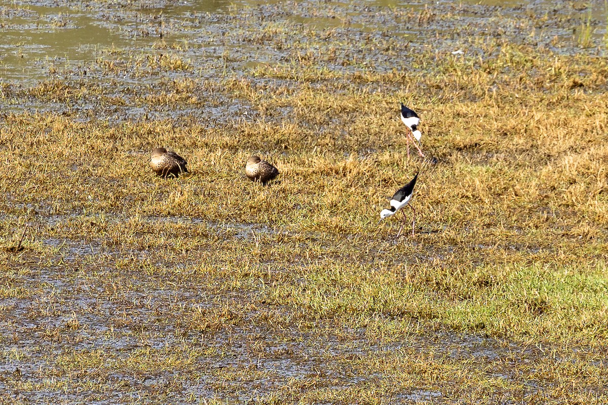 Pied Stilt - Graham Possingham