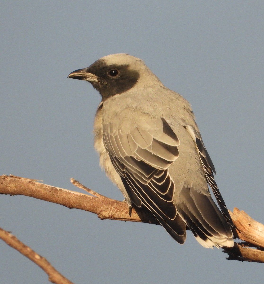 Black-faced Cuckooshrike - ML615735316