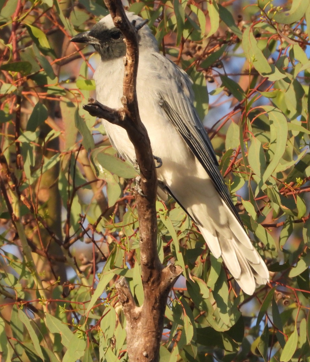 Black-faced Cuckooshrike - ML615735317