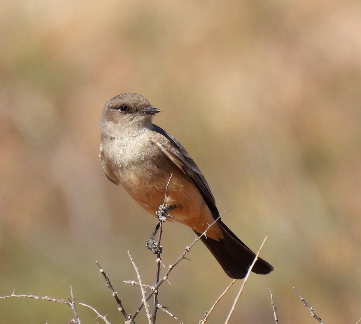 Say's Phoebe - Mary Tannehill