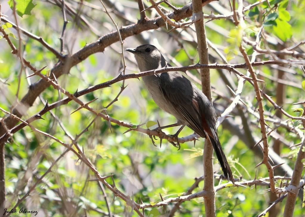 Gray Catbird - ML615735338