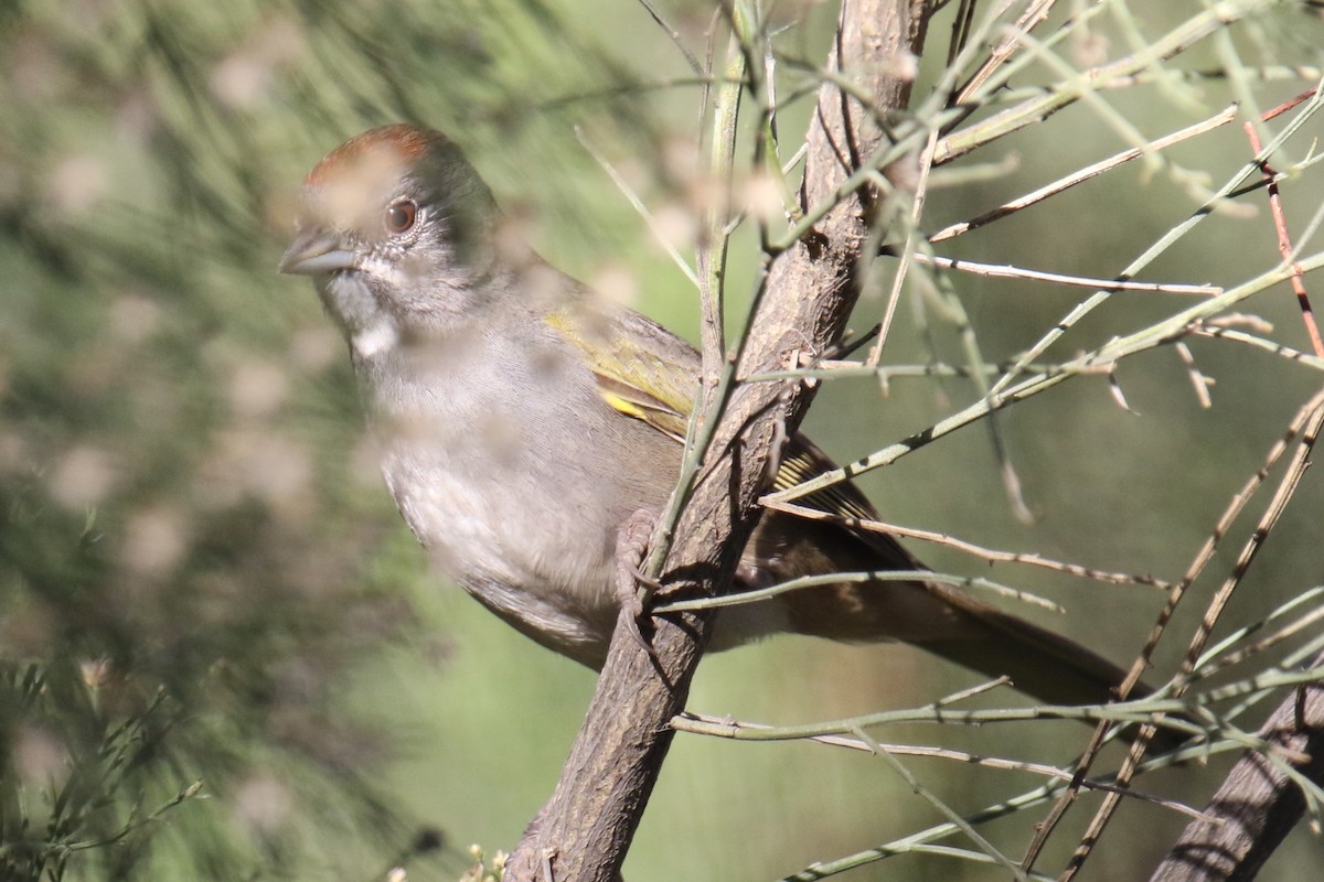 Green-tailed Towhee - ML615735350