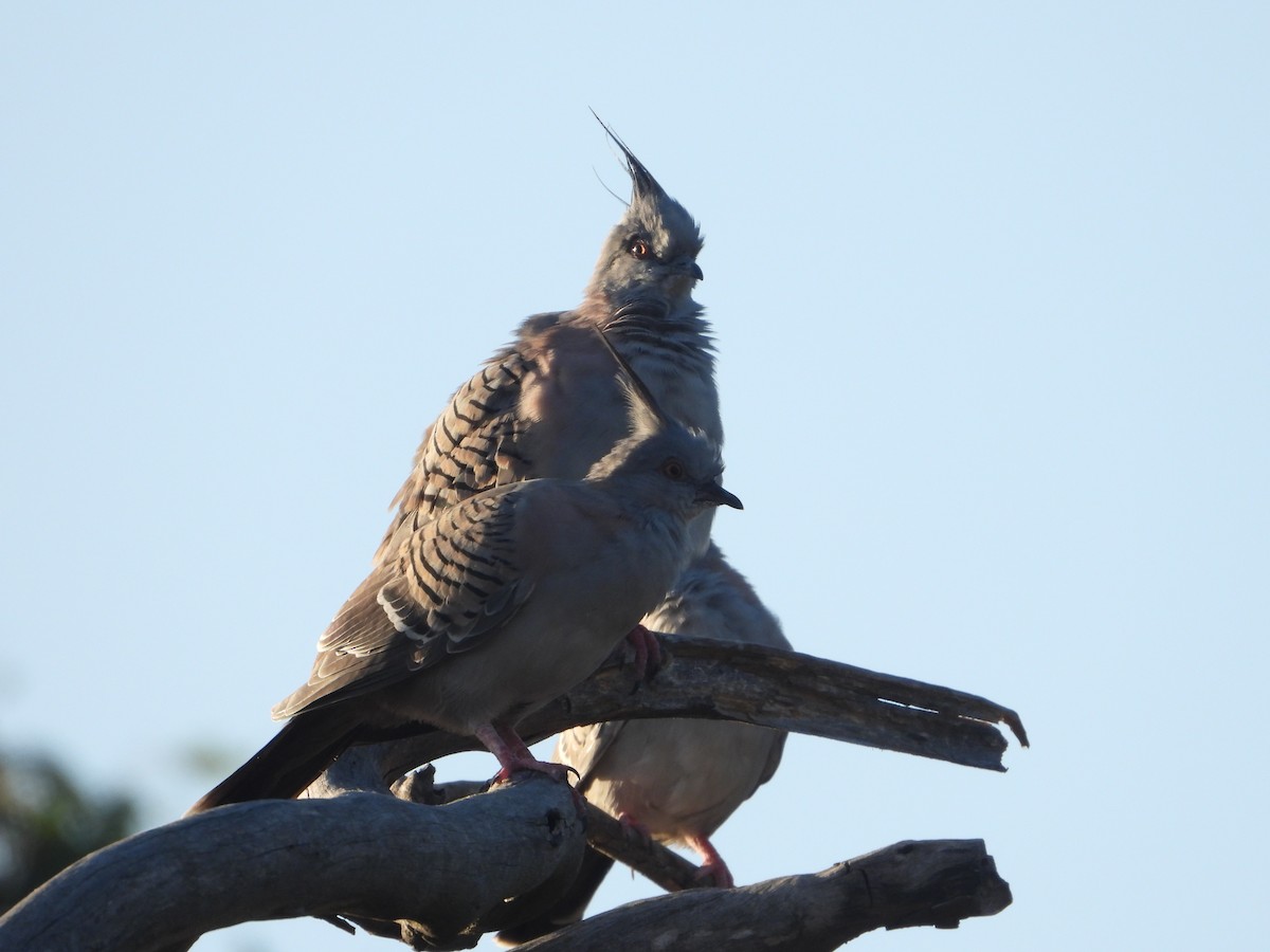 Crested Pigeon - ML615735378