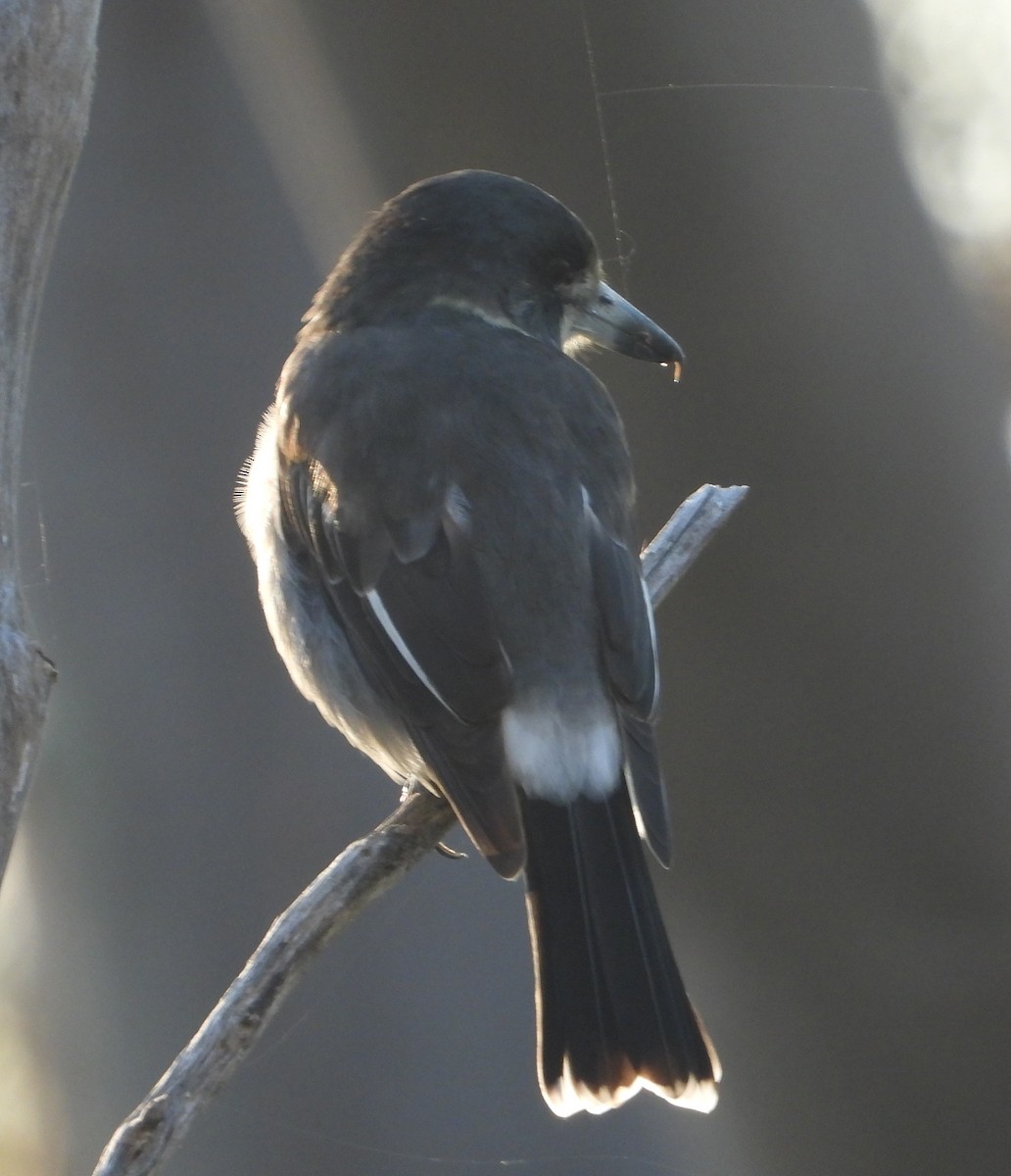 Gray Butcherbird - ML615735381