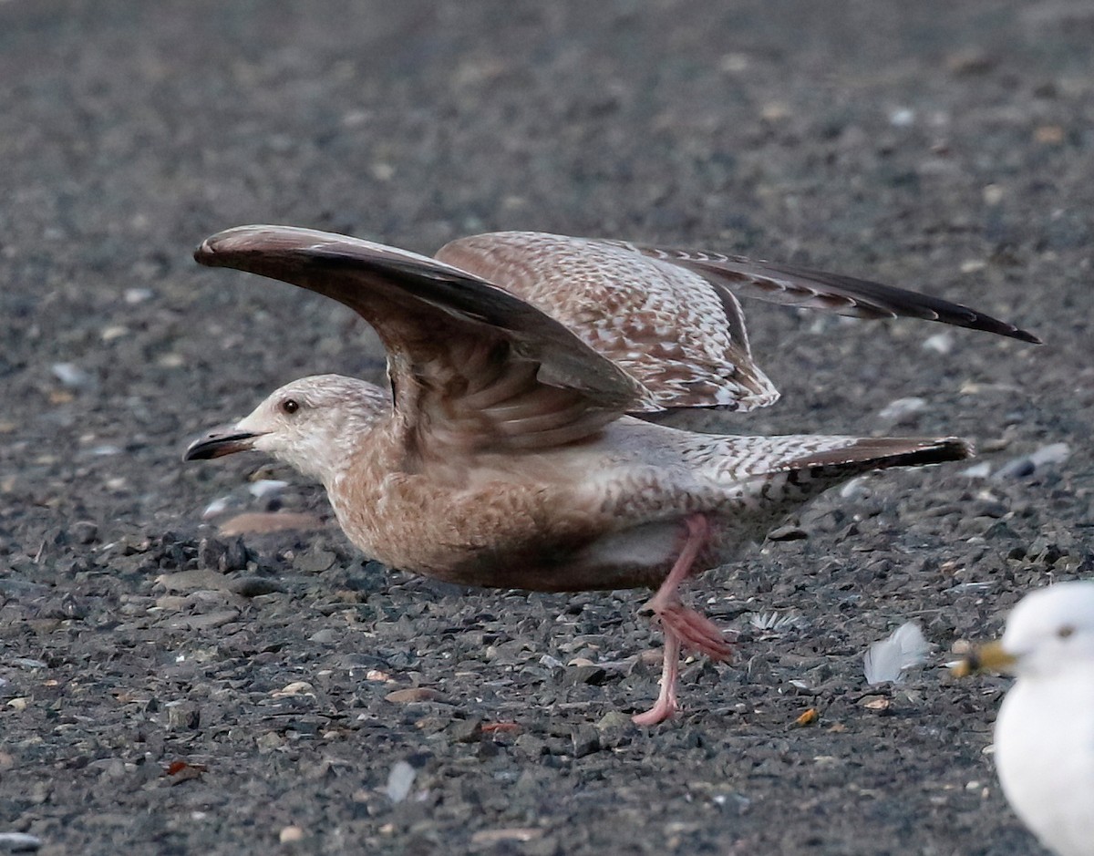 Herring Gull - Mark  Ludwick