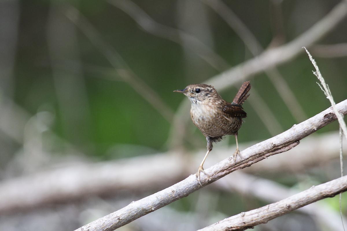 Winter Wren - ML615735578