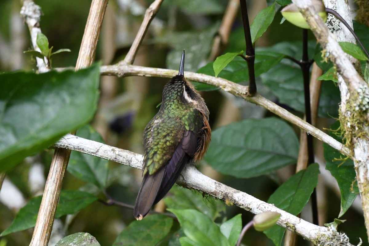 Speckled Hummingbird - ML615735683