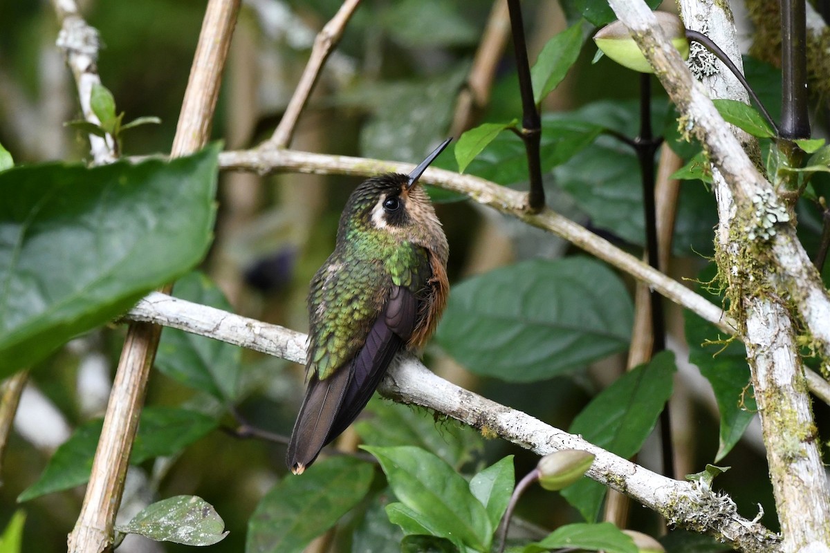 Speckled Hummingbird - ML615735684