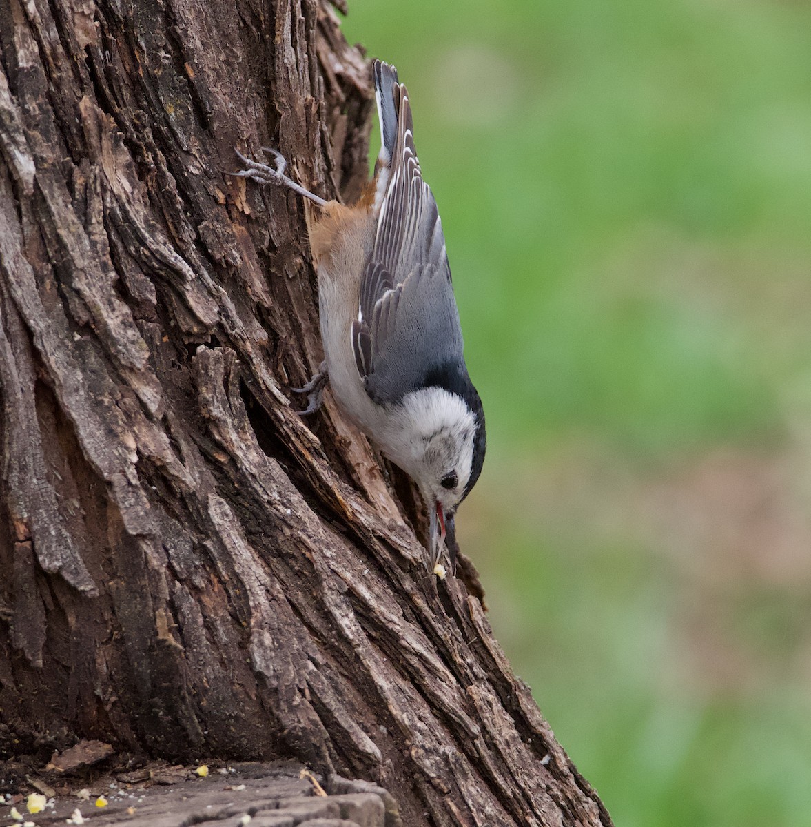 White-breasted Nuthatch - ML615735691