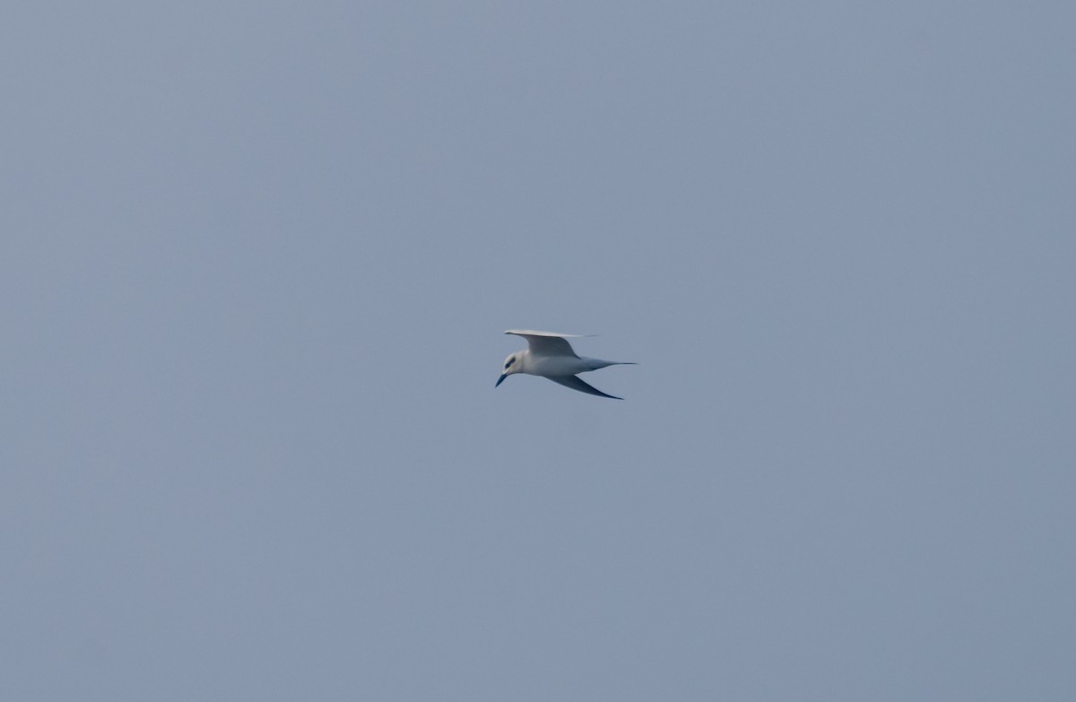 Gull-billed Tern - Arun Raghuraman