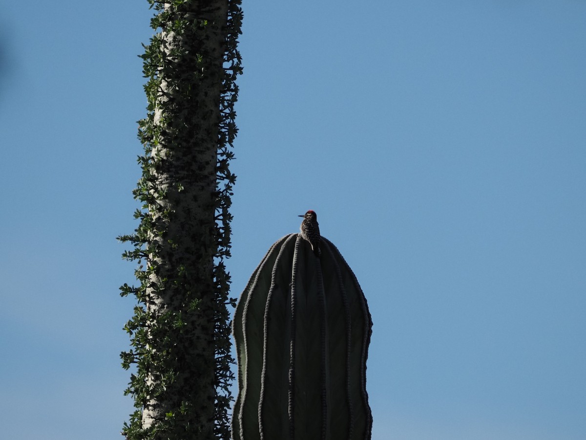 Ladder-backed Woodpecker - ML615735755