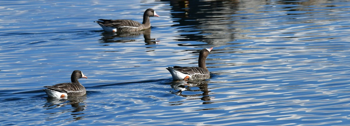 Greater White-fronted Goose - Elke Davis