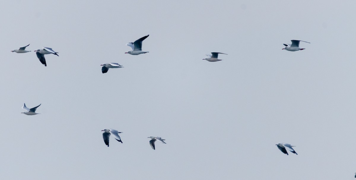 Slender-billed Gull - Arun Raghuraman