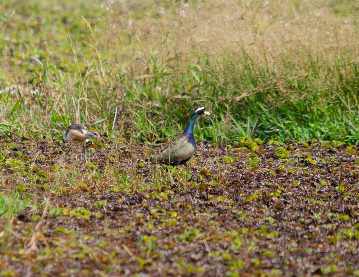 Bronze-winged Jacana - ML615735785