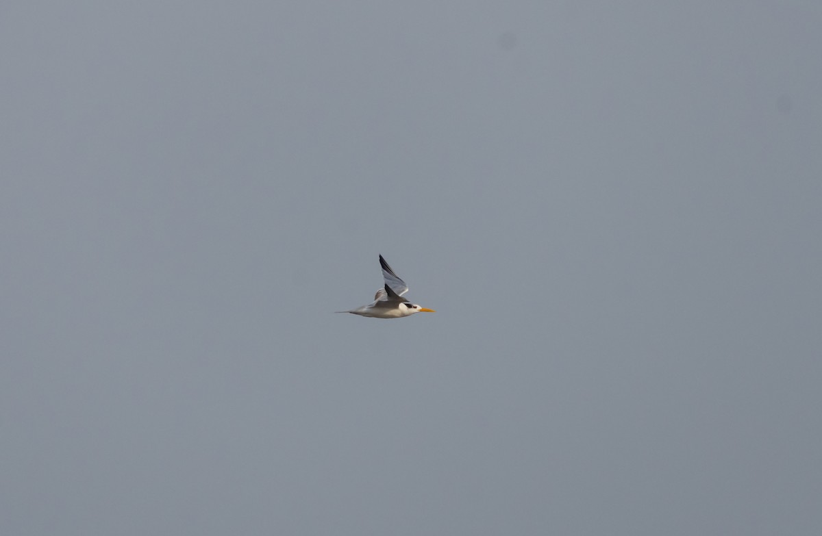 Lesser Crested Tern - Arun Raghuraman