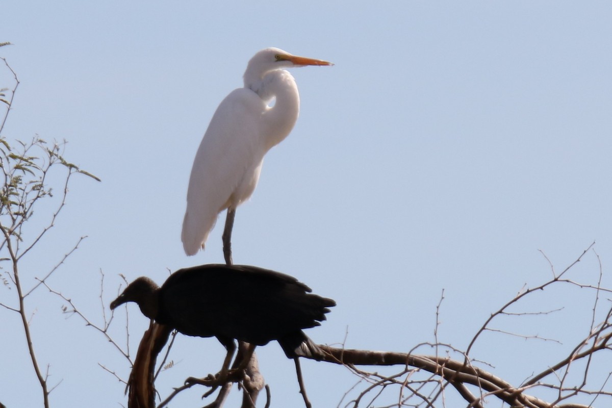 Great Egret - ML615735844