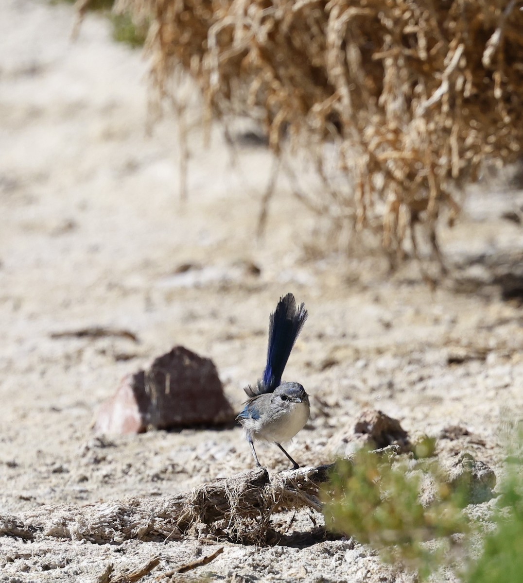 Splendid Fairywren - Kevin McLeod