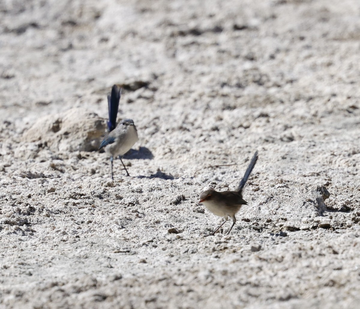 Splendid Fairywren - Kevin McLeod