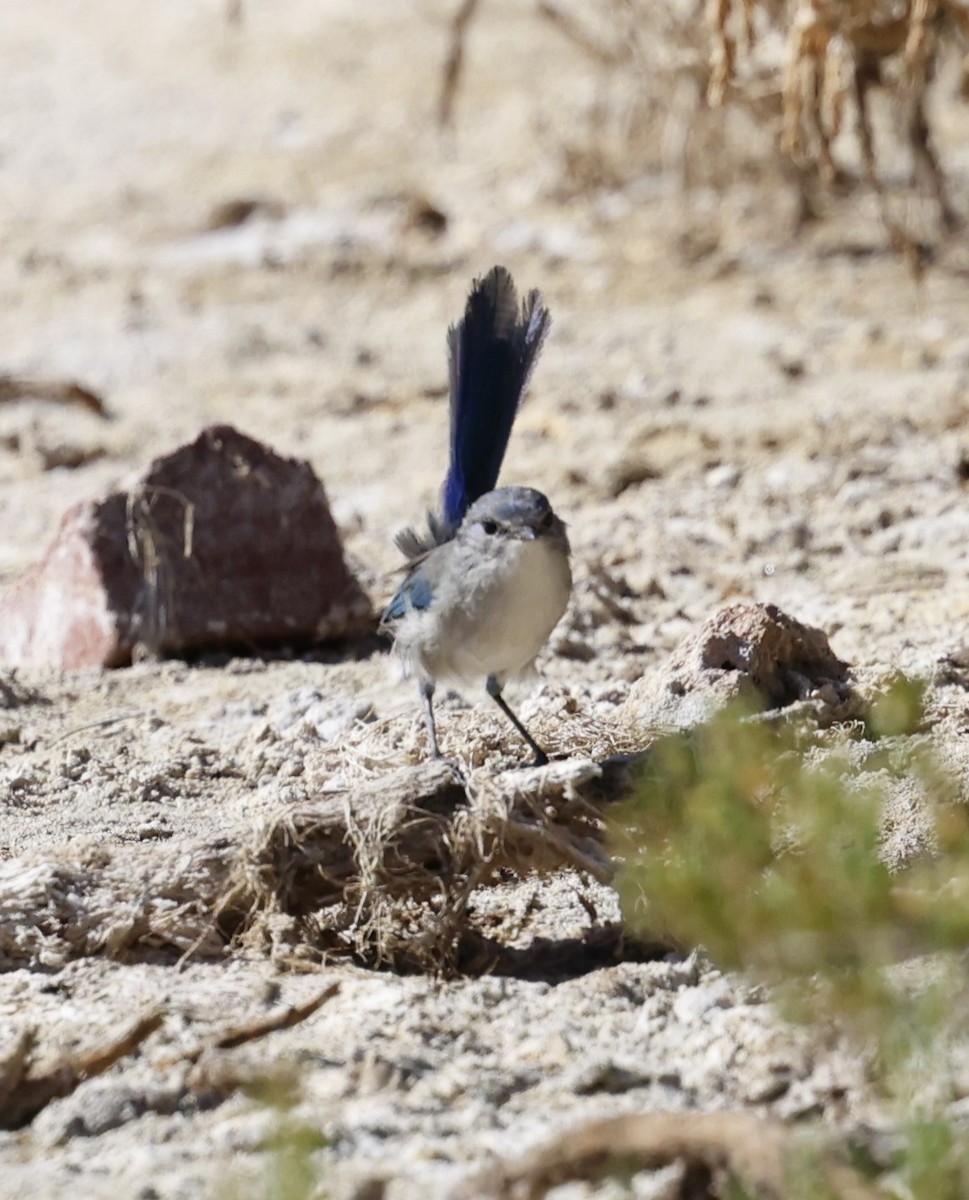 Splendid Fairywren - Kevin McLeod