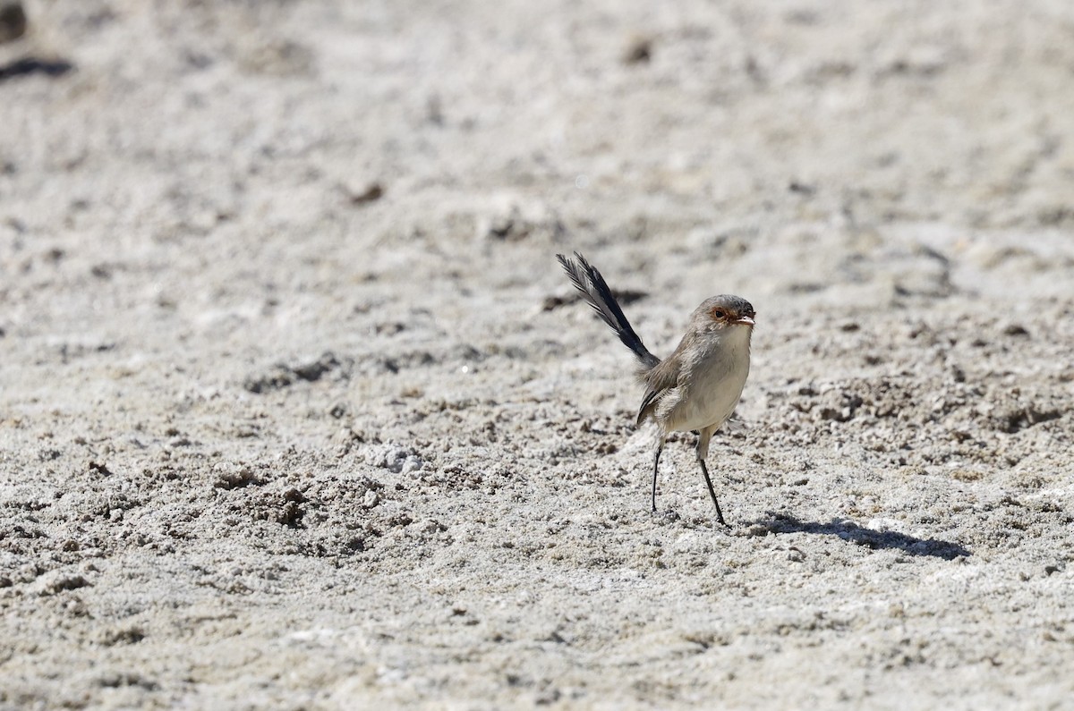 Splendid Fairywren - Kevin McLeod