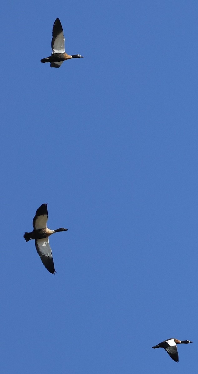 Australian Shelduck - Kevin McLeod