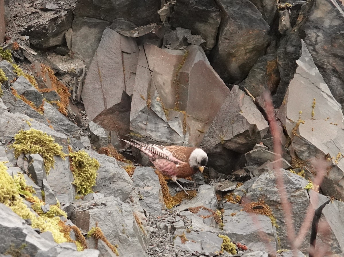 Gray-crowned Rosy-Finch - Matthew Van Daele