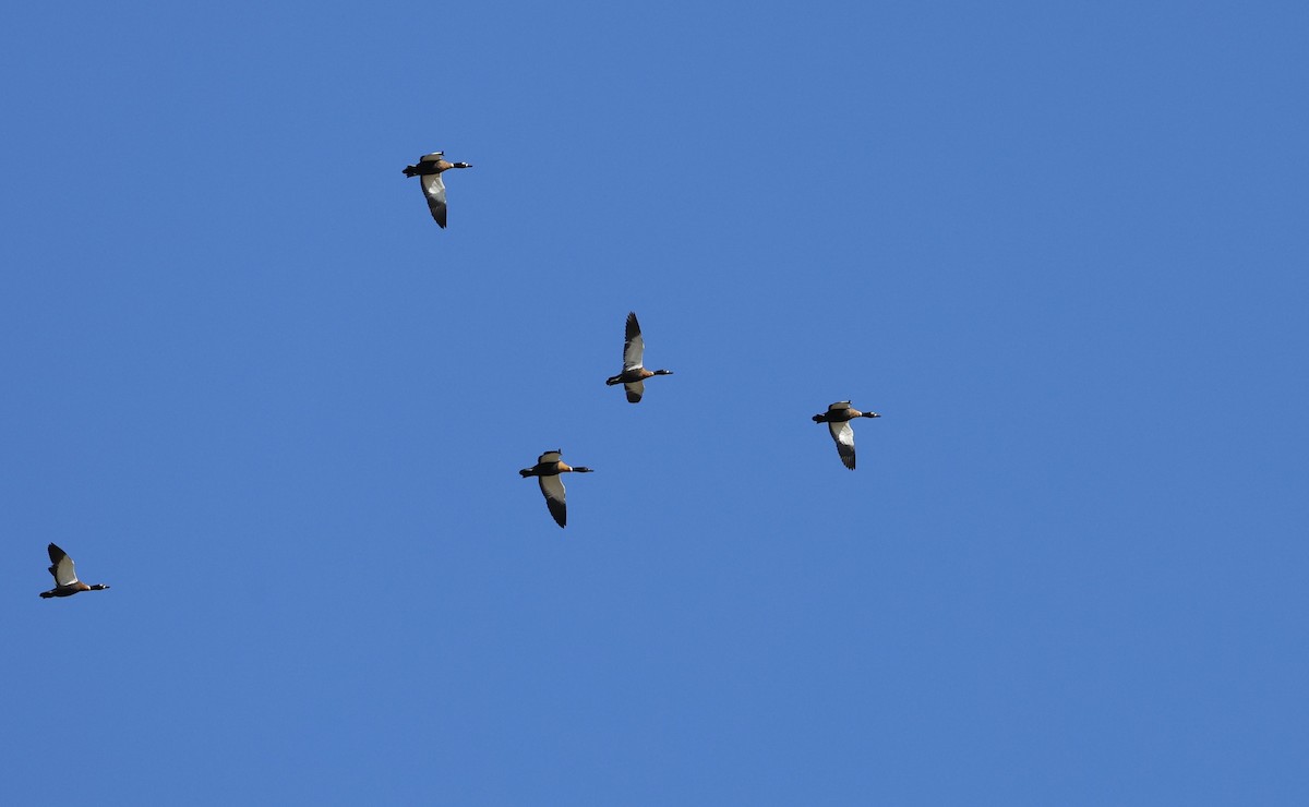 Australian Shelduck - Kevin McLeod