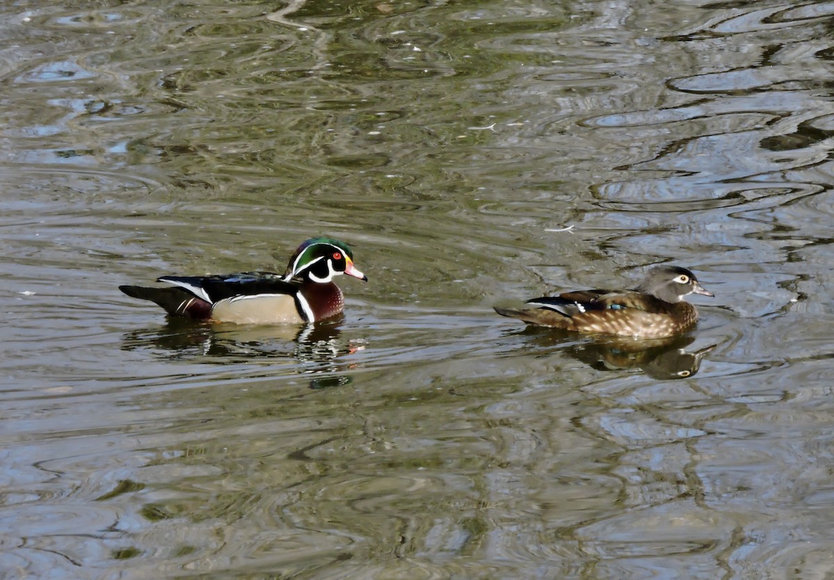 Wood Duck - ML615736019