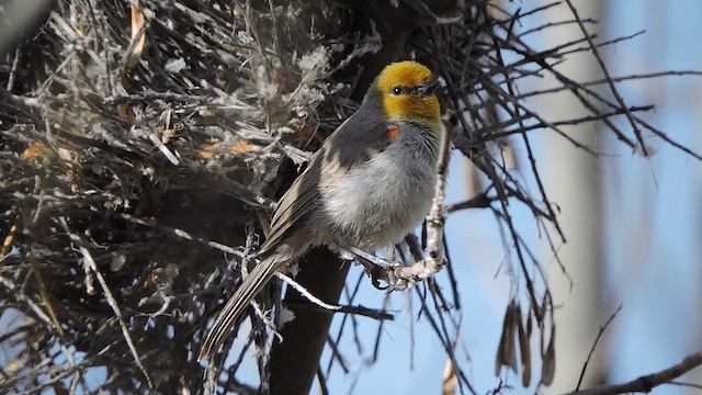 Pájaro Moscón Baloncito - ML615736040