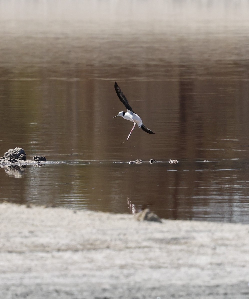 Pied Stilt - Kevin McLeod