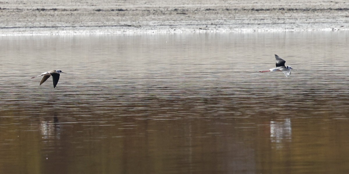 Pied Stilt - Kevin McLeod