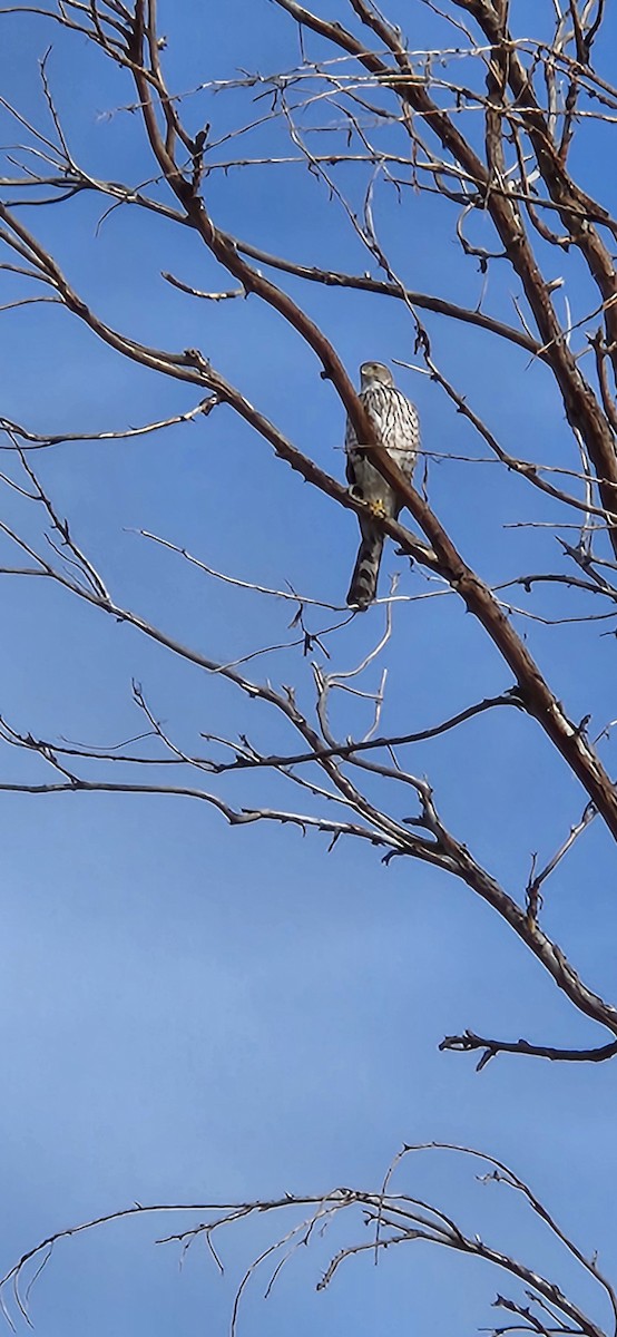 Cooper's Hawk - Hillar Klandorf