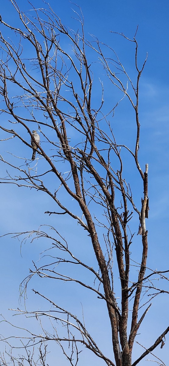 Cooper's Hawk - ML615736177