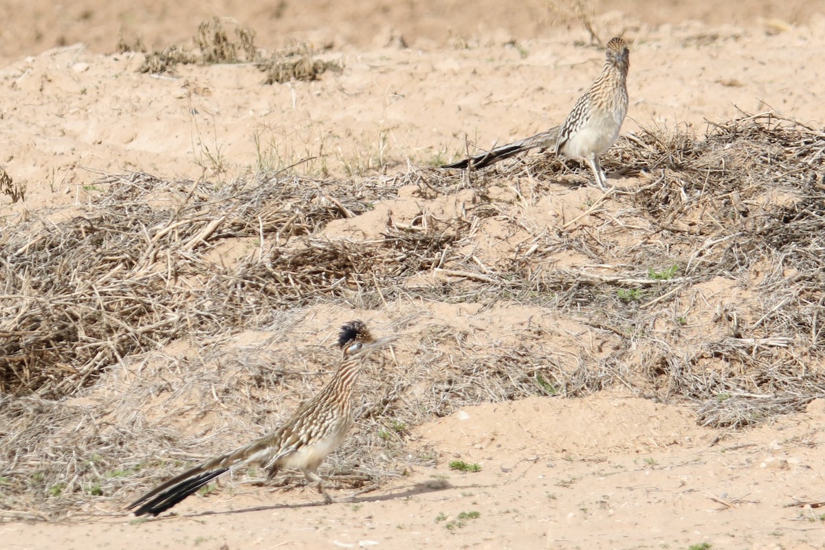 Greater Roadrunner - Louis Hoeniger