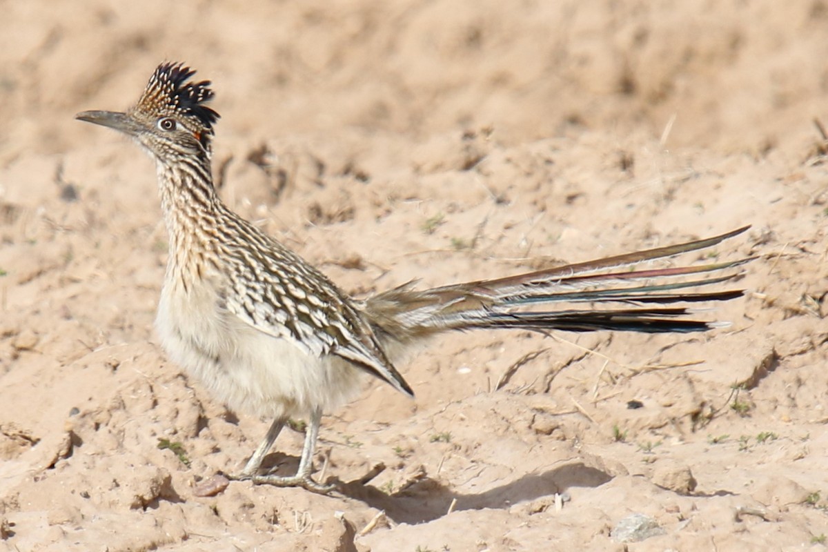 Greater Roadrunner - ML615736184