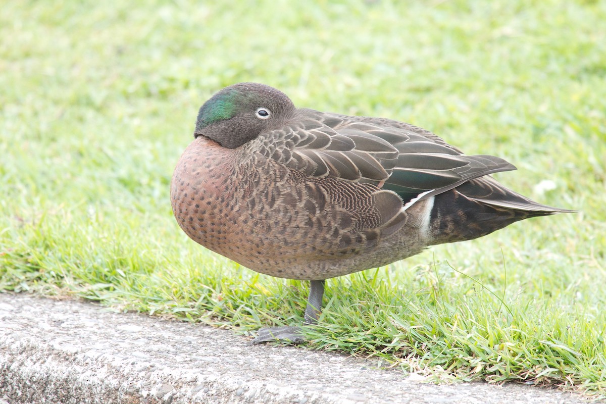 Brown Teal - tony green