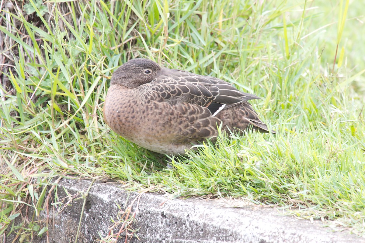 Brown Teal - tony green