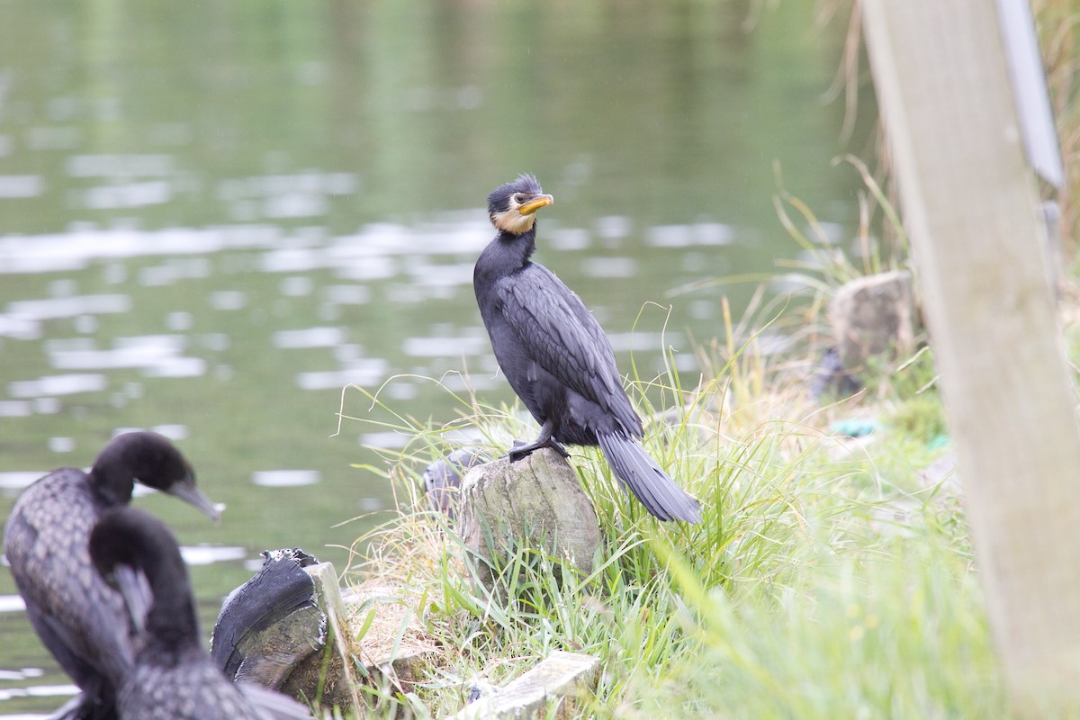 Little Pied Cormorant - tony green