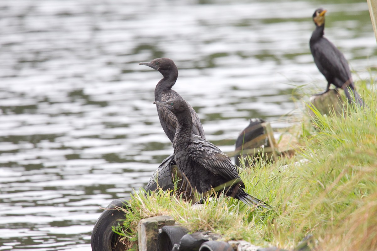 Little Black Cormorant - tony green